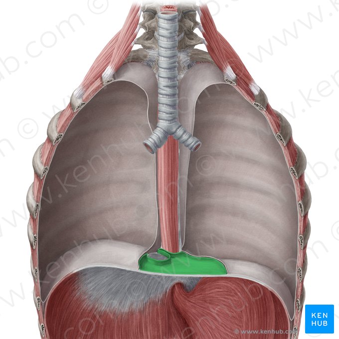 Pericardium (Herzbeutel); Bild: Yousun Koh