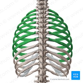 Ribs Anatomy Ligaments And Clinical Notes Kenhub