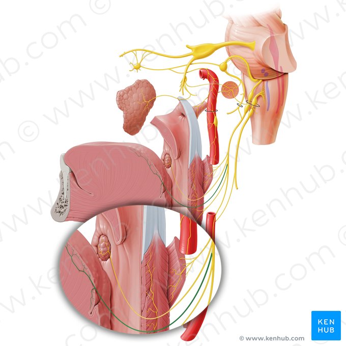 Lingual branches of glossopharyngeal nerve (Rami linguales nervi glossopharyngei); Image: Paul Kim