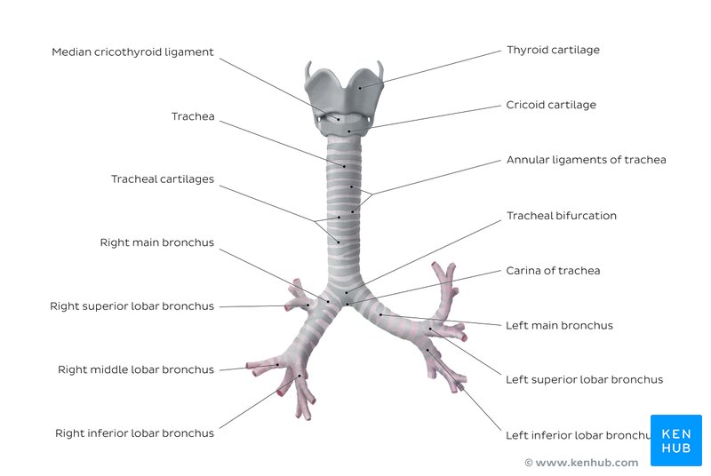 Anatomy of the trachea - anterior view