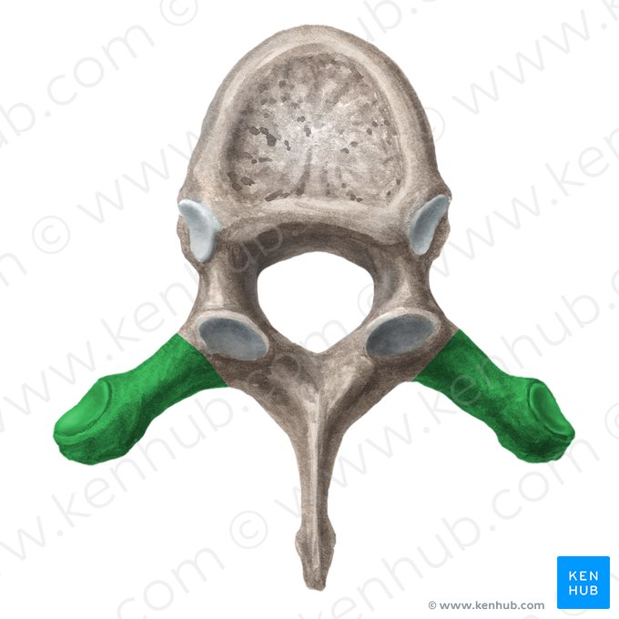 Proceso transverso de la vértebra (Processus transversus vertebrae); Imagen: Liene Znotina