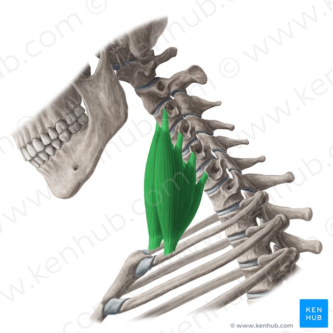 Músculo escaleno anterior (Musculus scalenus anterior); Imagen: Yousun Koh