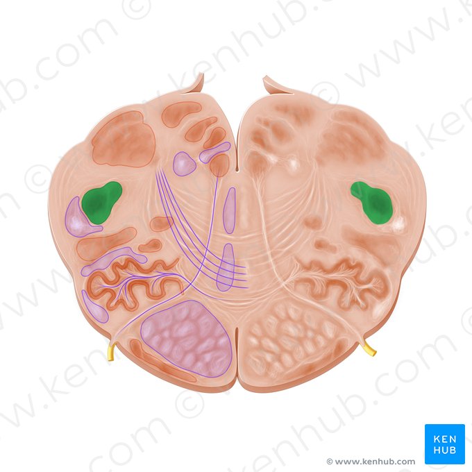 Núcleo espinal del nervio trigémino (Nucleus spinalis nervi trigemini); Imagen: Paul Kim