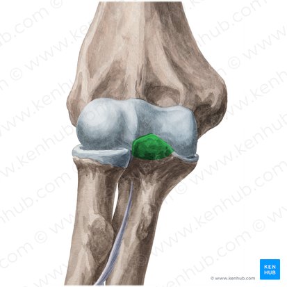 Processo coronoide da ulna (Processus coronoideus ulnae); Imagem: Yousun Koh