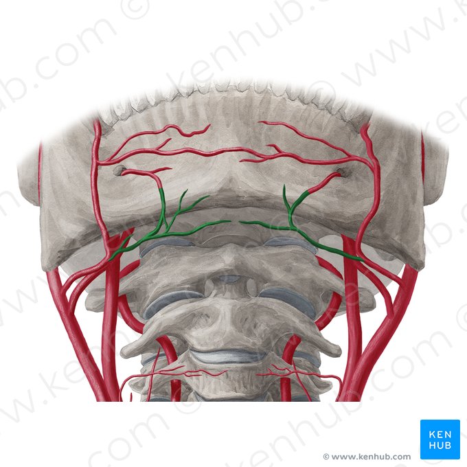 Artéria submentual (Arteria submentalis); Imagem: Yousun Koh