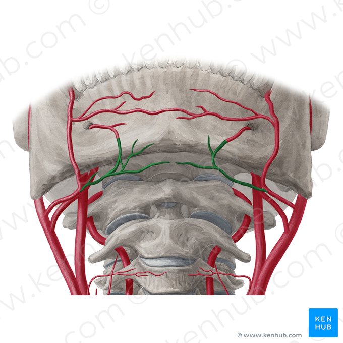 Submental artery (Arteria submentalis); Image: Yousun Koh