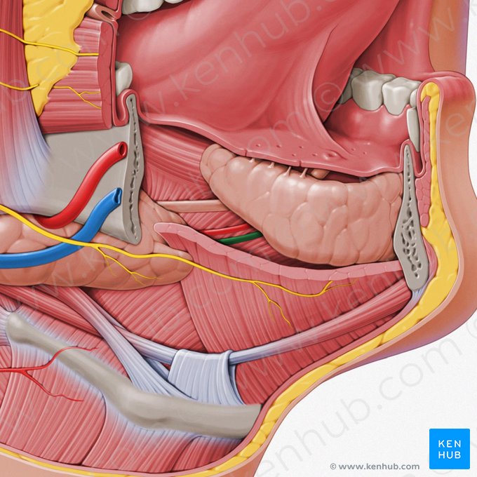 Sublingual vein (Vena sublingualis); Image: Paul Kim