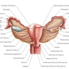 Uterus