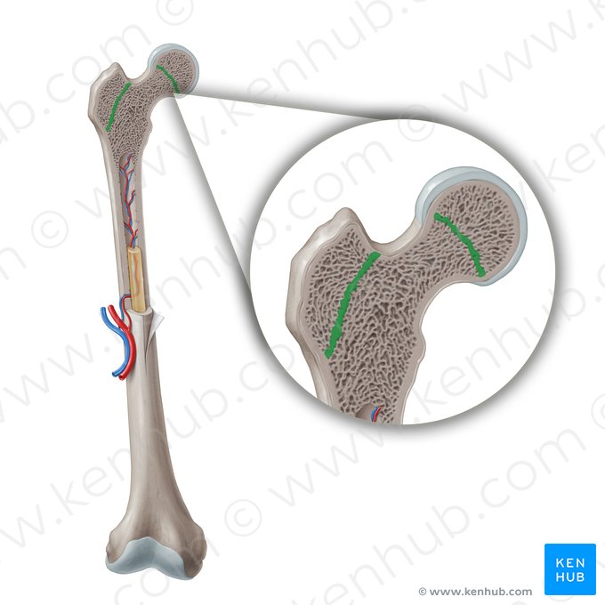 Linha epifisária (Linea epiphysialis); Imagem: Paul Kim