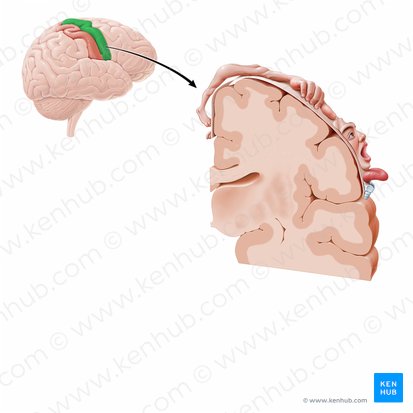 Precentral gyrus (Gyrus precentralis); Image: Paul Kim