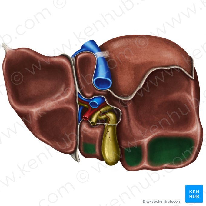 Colic impression of liver (Impressio colica hepatis); Image: Irina Münstermann