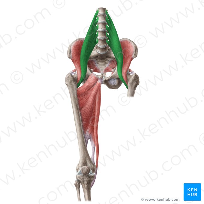 Músculo psoas mayor (Musculus psoas major); Imagen: Liene Znotina