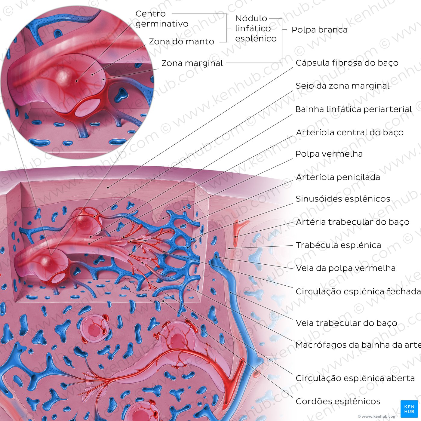 Anatomia microscópica do baço - um diagrama