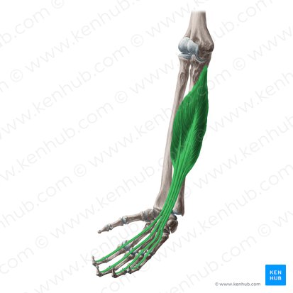 Músculo flexor profundo de los dedos (Musculus flexor digitorum profundus); Imagen: Yousun Koh