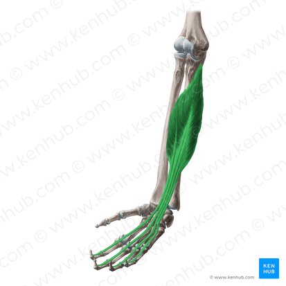 Musculus flexor digitorum profundus (Tiefer Fingerbeuger); Bild: Yousun Koh