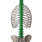 Curvature and movements of the vertebral column