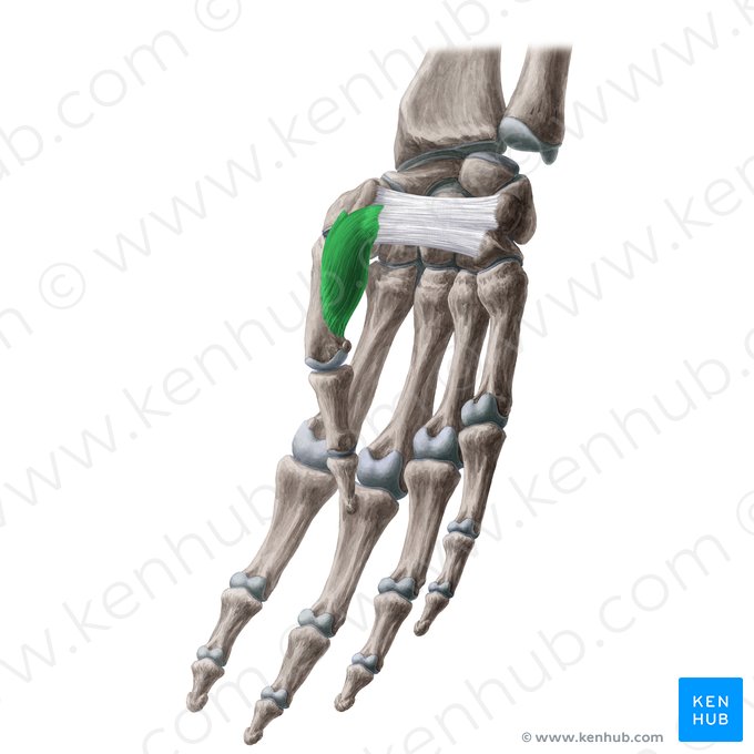 Músculo oponente do polegar (Musculus opponens pollicis); Imagem: Yousun Koh