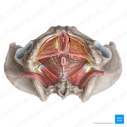 Inferior anal nerve (Nervus analis inferior); Image: Rebecca Betts