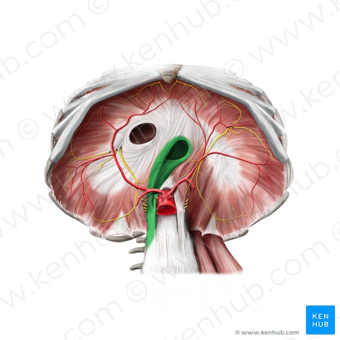 Pilar direito do diafragma (Crus dextrum diaphragmatis); Imagem: Paul Kim