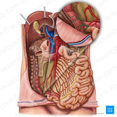 Anterior cecal artery (Arteria caecalis anterior); Image: Irina Münstermann