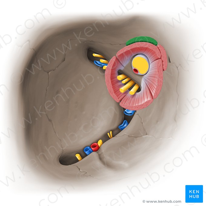 Músculo elevador del párpado (Musculus levator palpebrae superioris); Imagen: Paul Kim