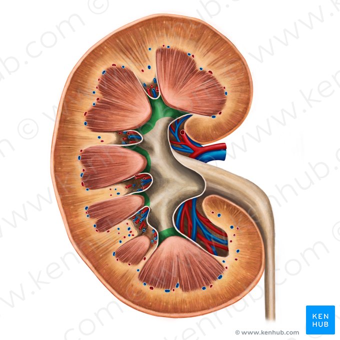 Minor renal calices (Calices renales minores); Image: Irina Münstermann