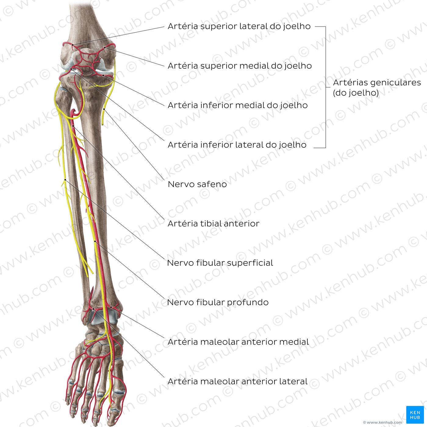 Artérias e nervos do joelho e perna - vista anterior