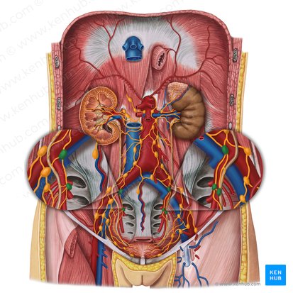 Nodi lymphoidei iliaci interni (Innere Beckenlymphknoten); Bild: Irina Münstermann