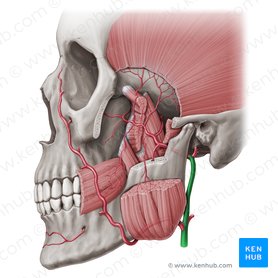 Superficial arteries and veins of the face and scalp | Kenhub