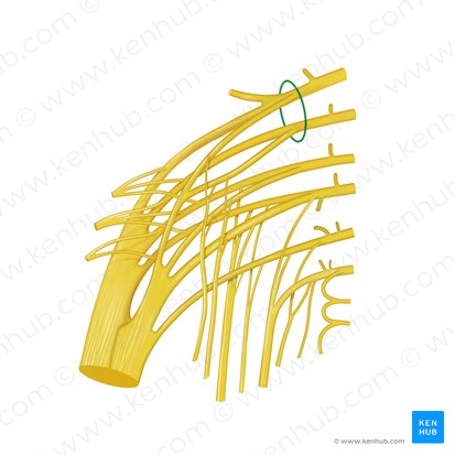 Tronco lombossacral (Truncus lumbosacralis); Imagem: Begoña Rodriguez