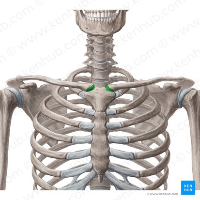 Articulation sternoclaviculaire (Articulatio sternoclavicularis); Image : Yousun Koh