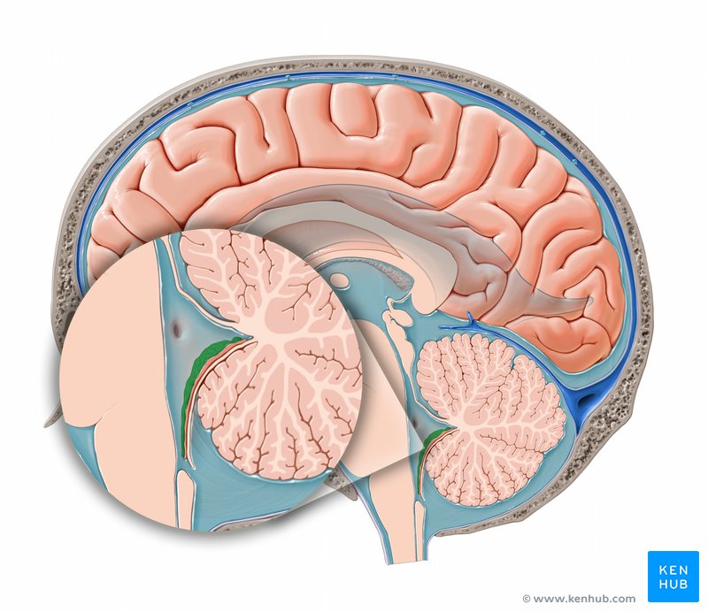 Choroid plexus of the fourth ventricle: Sagittal view