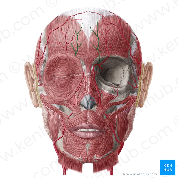 Supratrochlear artery (Arteria supratrochlearis); Image: Yousun Koh