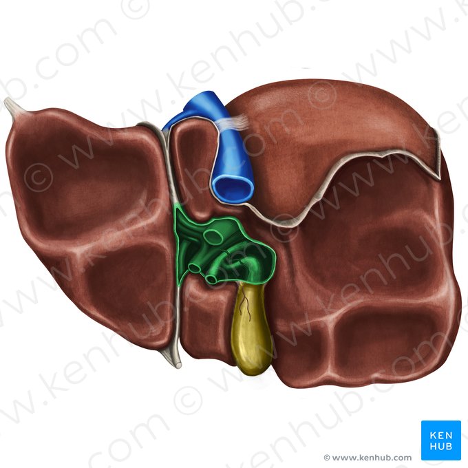 Porta hepatis; Image: Irina Münstermann