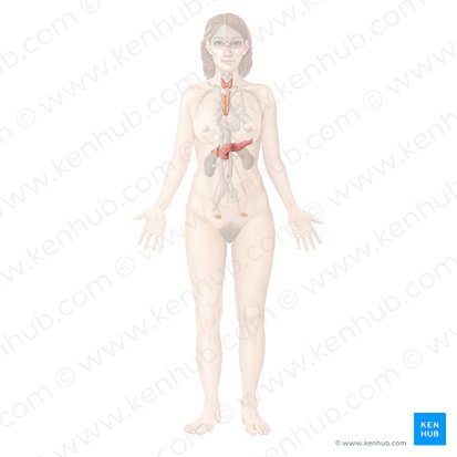 Sistema endócrino (Endocrine system); Imagem: Begoña Rodriguez