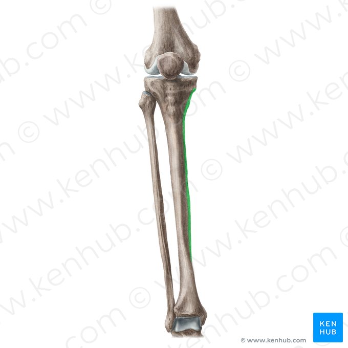 Medial border of tibia (Margo medialis tibiae); Image: Liene Znotina
