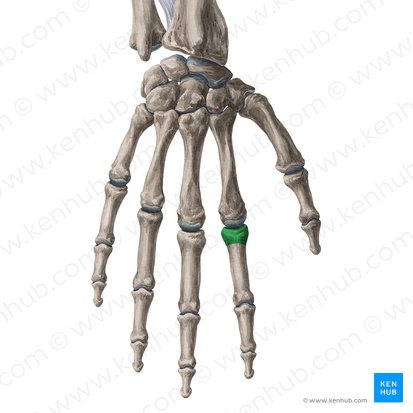 Base of proximal phalanx of 2nd finger (Basis phalangis proximalis digiti 2 manus); Image: Yousun Koh