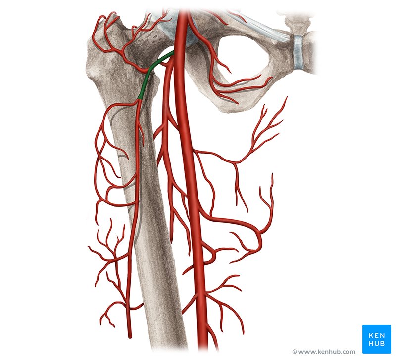Lateral circumflex femoral artery (Arteria circumflexa femoris lateralis)