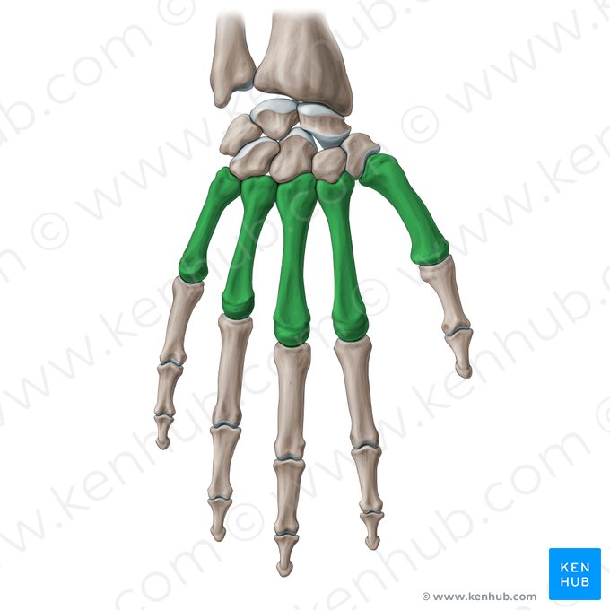 Osso metacarpal (Ossa metacarpi); Imagem: Paul Kim