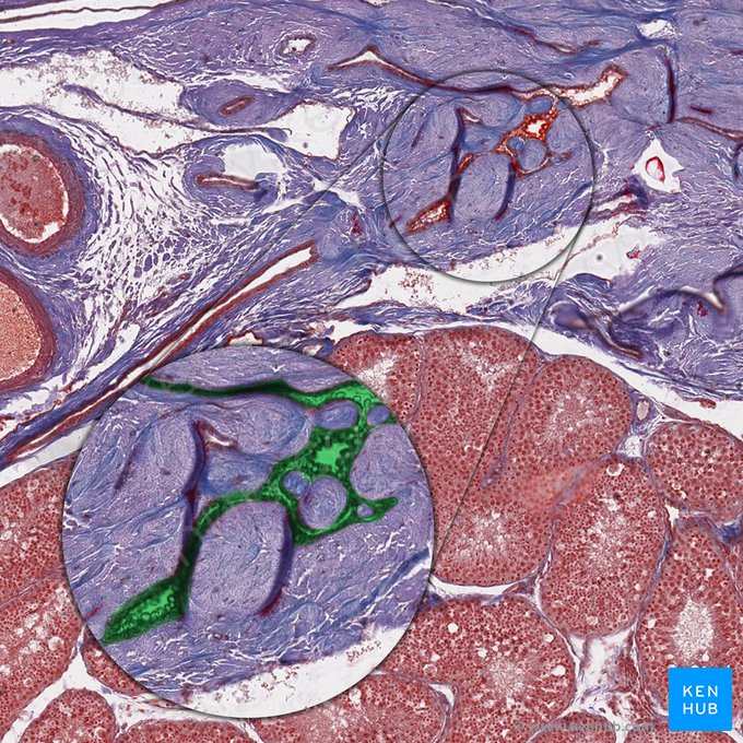 Rete testis; Image: 