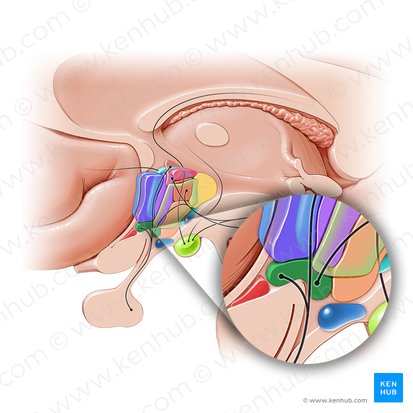 Supraoptic nucleus (Nucleus supraopticus); Image: Paul Kim