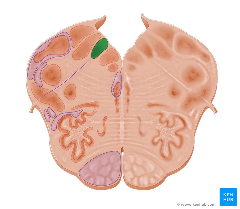 Posterior nucleus of vagus nerve - cross-sectional view