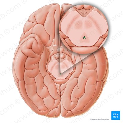 Acueducto mesencefálico (Aqueductus cerebri); Imagen: Paul Kim