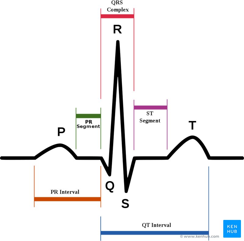 Electrocardiogram schematic