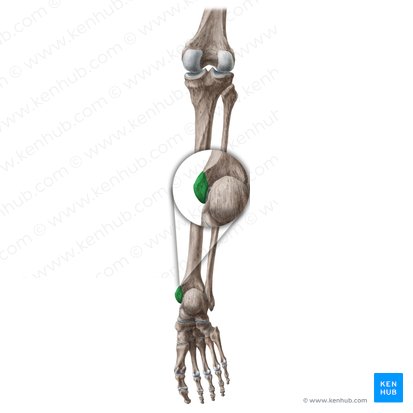 Malleolus medialis tibiae (Innenknöchel des Schienbeins); Bild: Liene Znotina