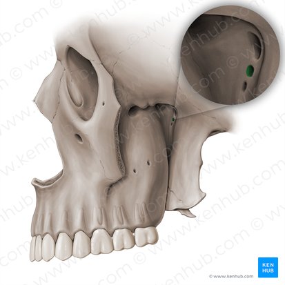 Pterygoid canal (Canalis pterygoideus); Image: Paul Kim