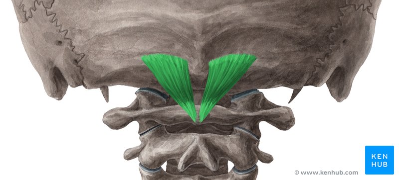 Rectus capitis posterior minor muscle - dorsal view