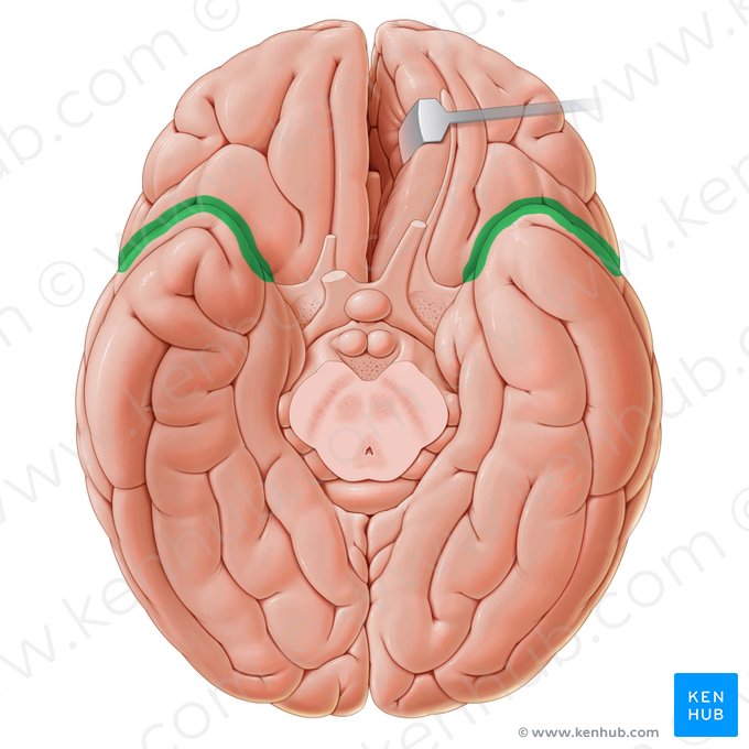 Lateral sulcus (Sulcus lateralis); Image: Paul Kim