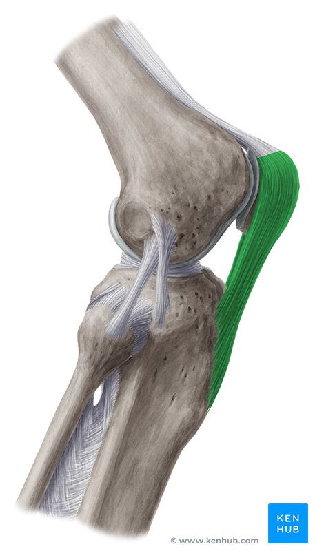 Patellar ligament: Ventral view