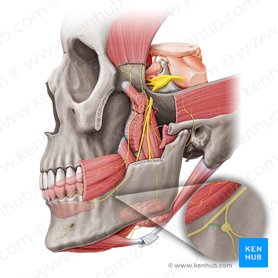 Anterior branch of lingual nerve to submandibular ganglion (Ramus anterior ganglionicus submandibularis nervi lingualis); Image: Paul Kim
